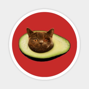 Avocato Magnet